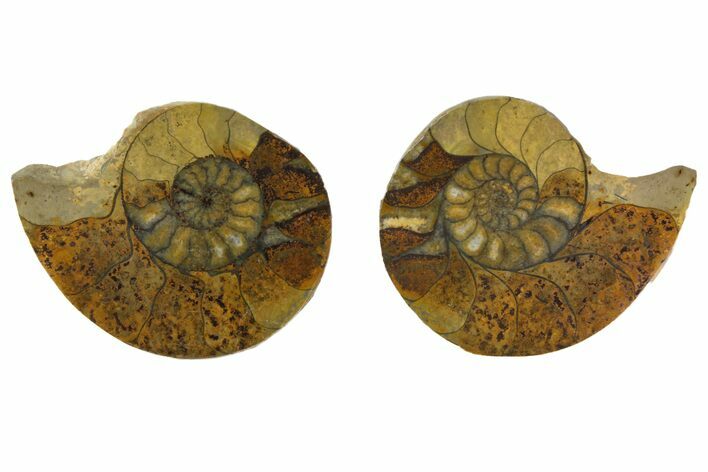 Sliced, Iron Replaced Fossil Ammonite - Morocco #138037